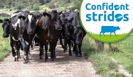 Dumfries: Taking steps to enhance cow mobility